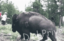 bison-attacks