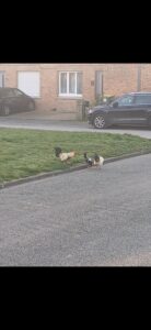 Screenshot_20260319_105828_Gallery